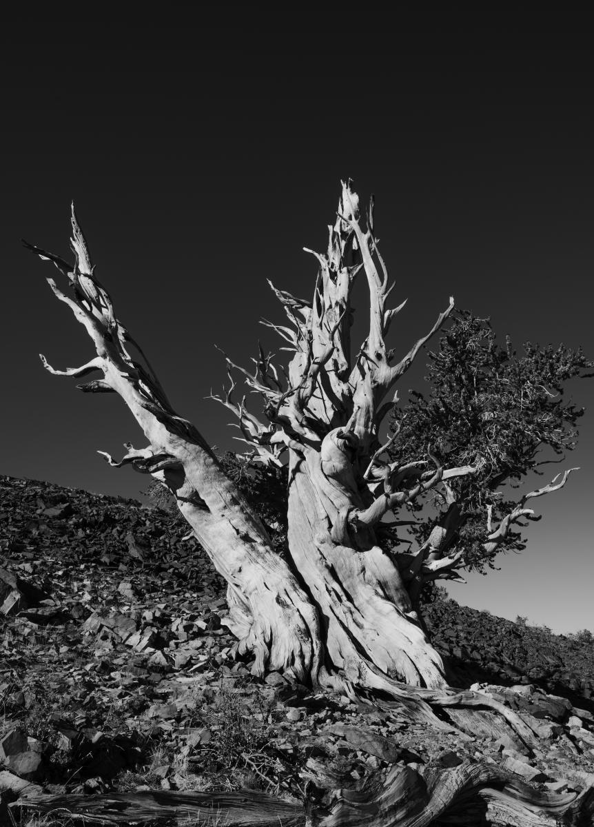 Stretch : Bristlecone Pine Trees (B&W) : Bruno Mahlmann Photography - Washington, DC Photographer