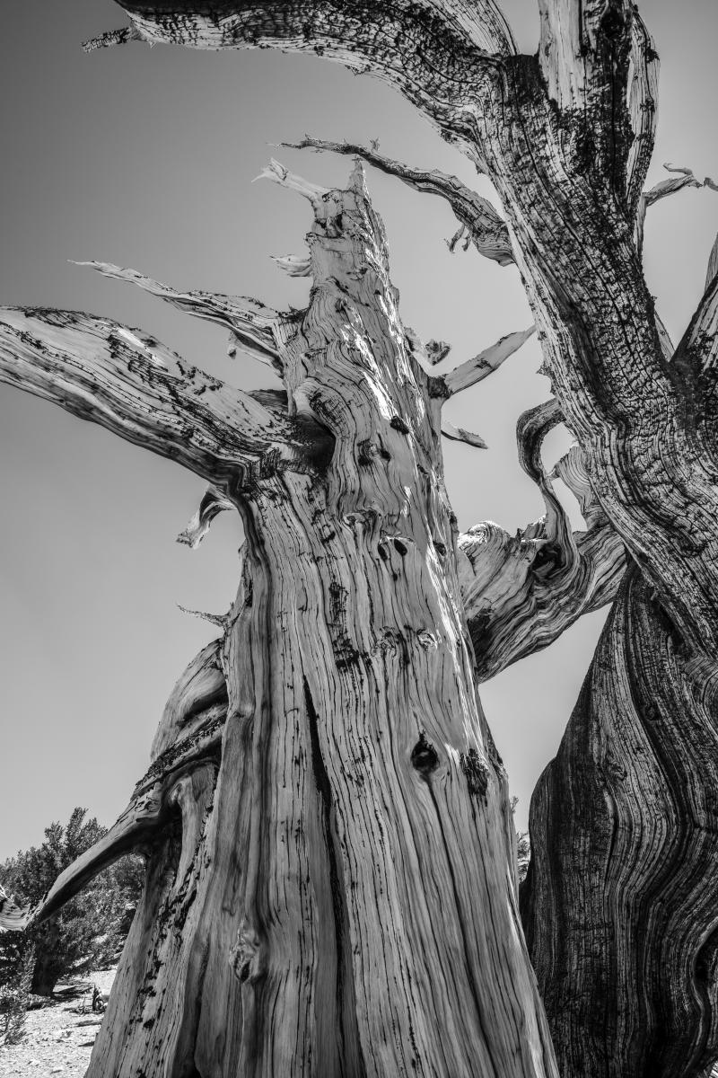 Monument : Bristlecone Pine Trees (B&W) : Bruno Mahlmann Photography - Washington, DC Photographer