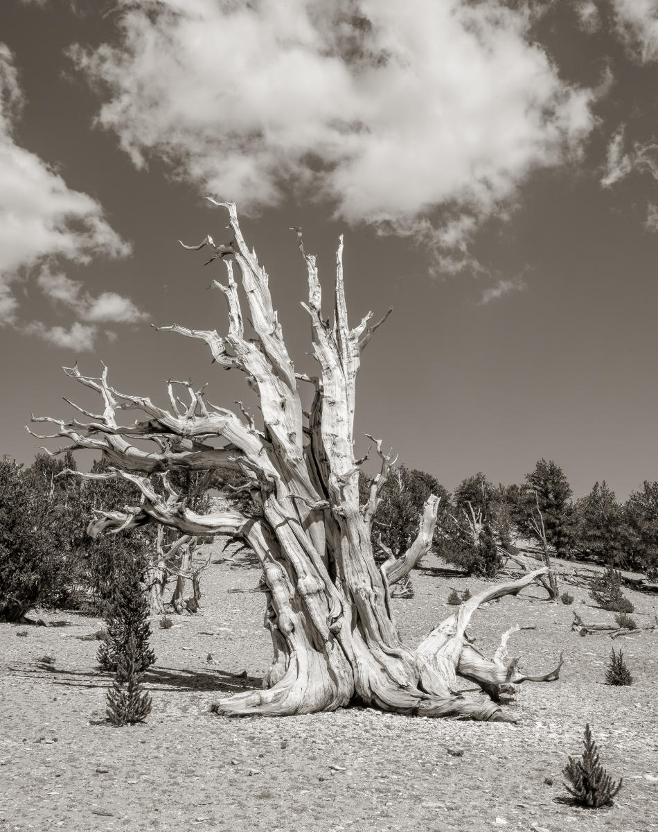 Monolith  : Bristlecone Pine Trees (B&W) : Bruno Mahlmann Photography - Washington, DC Photographer