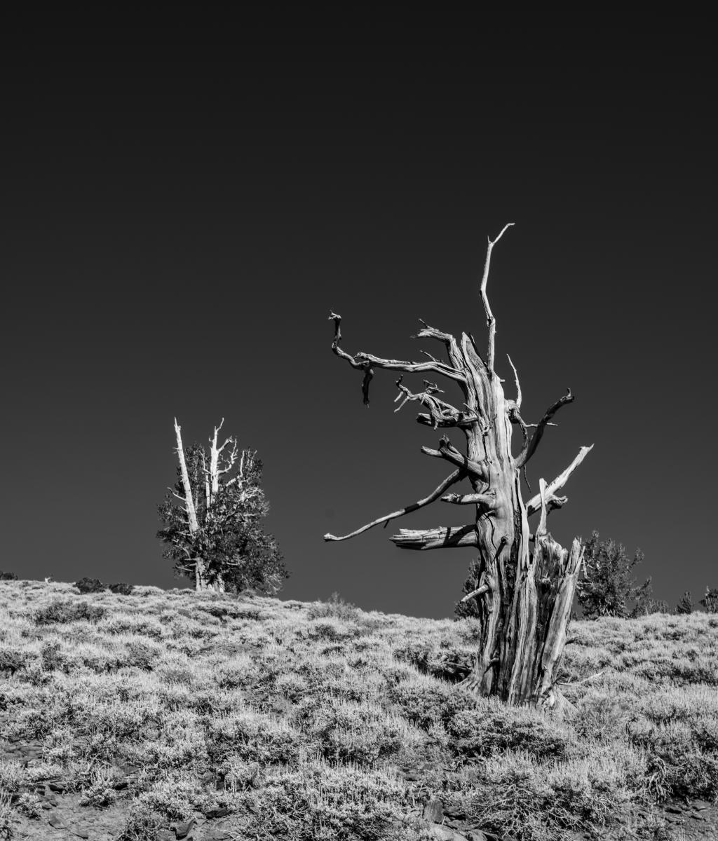 Untitled 2 : Bristlecone Pine Trees (B&W) : Bruno Mahlmann Photography - Washington, DC Photographer